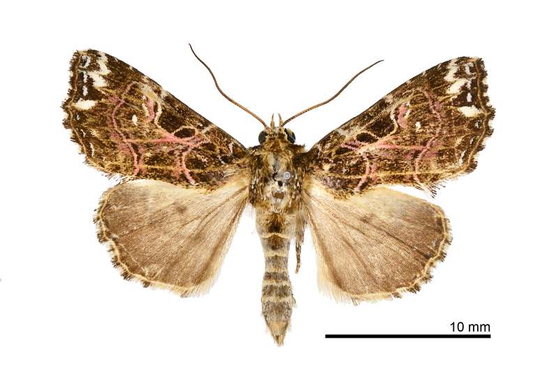 Callopistria taiwana Male